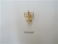 藏品(直蝶燈蛾)的圖片